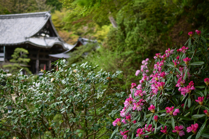 シグマ SIGMA 30mm F1.4 DC DN | Contemporary ニコンZマウント